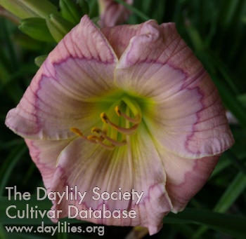 Daylily Mildred May